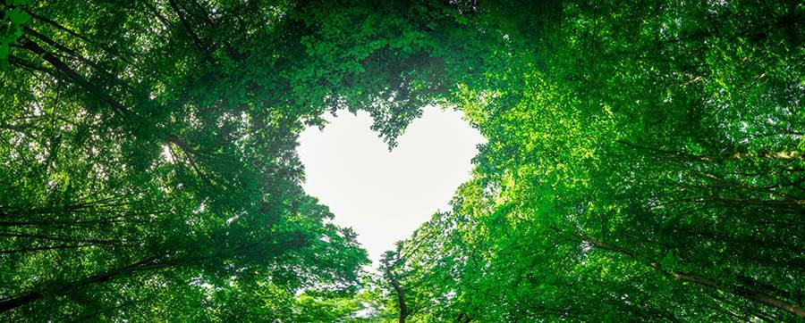 Heart shape in the trees