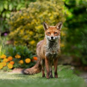 Fox Spiritual Meaning: Intelligence, Adaptability, and Intuition