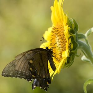 Black Butterfly Spiritual Meaning: Transformation, Protection, and Renewal